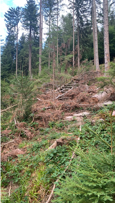 Waldbrandrisiko im Gaistal: Wie verändern Hitze, Totholz und Waldstruktur die Anforderungen an den Wald?