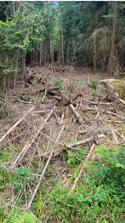 Albtalsichtbar: Waldbrandgefahr im Gaistal bei Bad Herrenalb – wie viel Totholz verträgt der Wald noch?