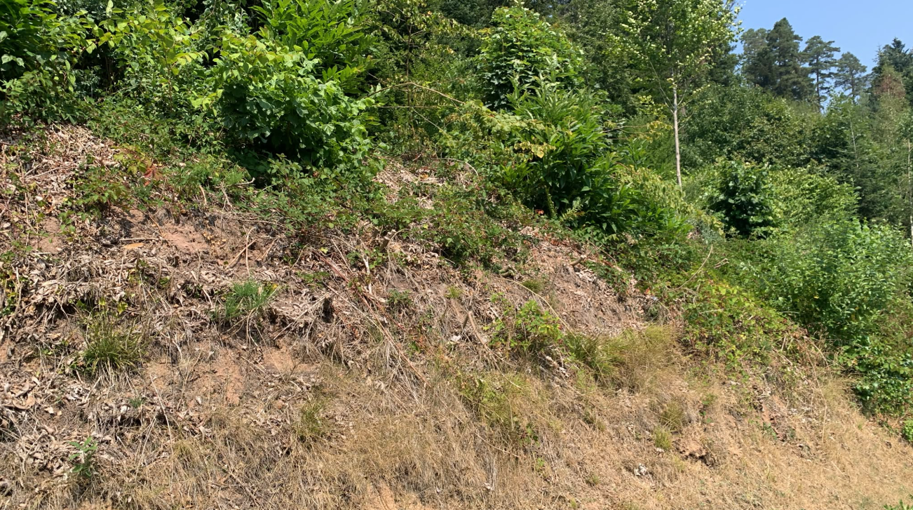 Bad Herrenalb: Waldbrandvorsorge oder Biodiversität? Welche Folgen hat das Mähen von Böschungen während einer Hitzewelle?