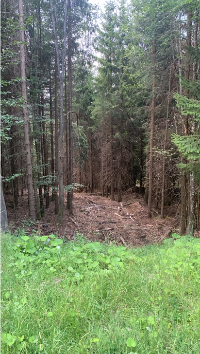 Waldbrand, Totholz und Waldwirtschaft im Gaistal: eine Diskussion mit mehreren Ebenen
